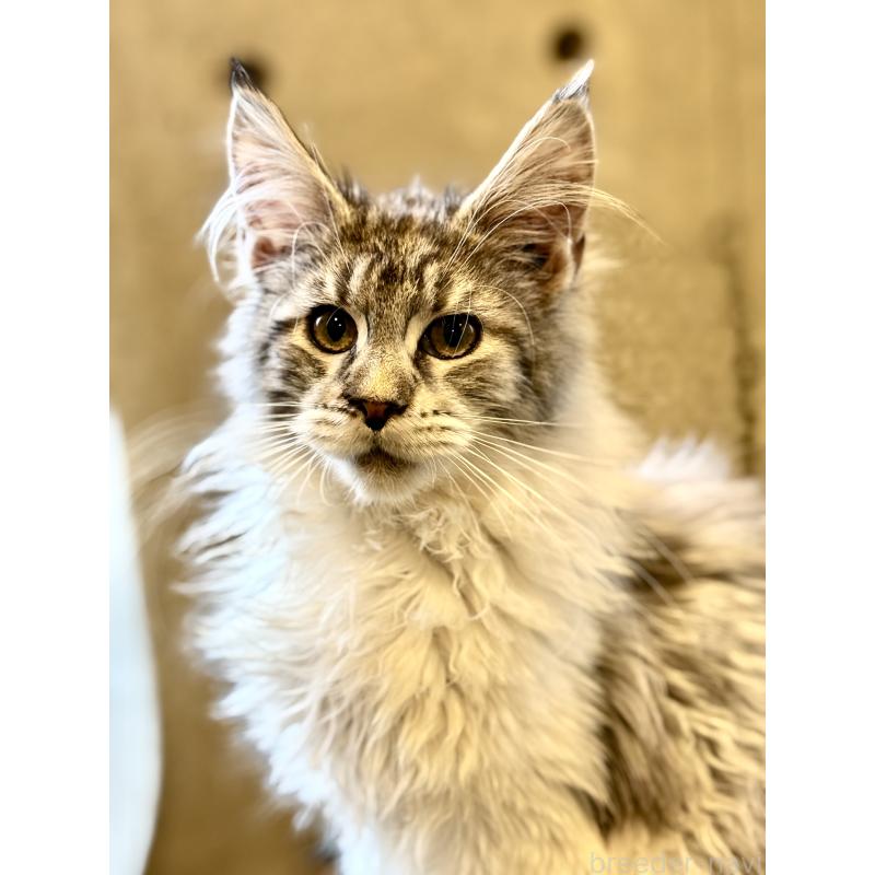 販売中の東京都のメインクーン-137770の2枚目