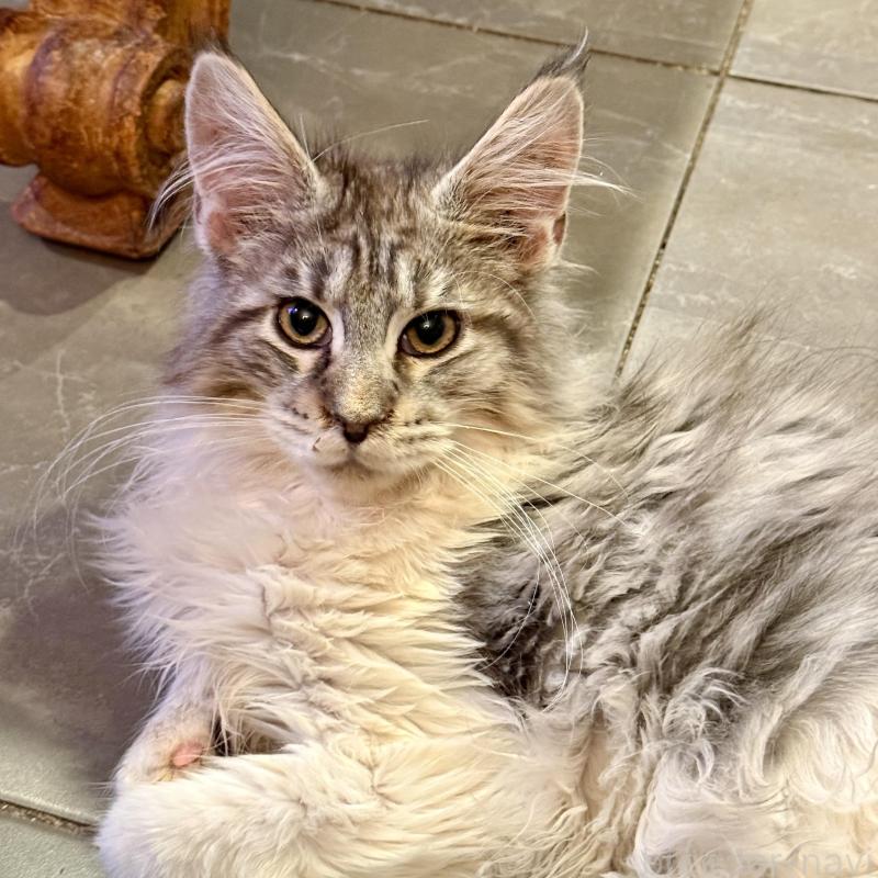 販売中の東京都のメインクーン-137770の1枚目