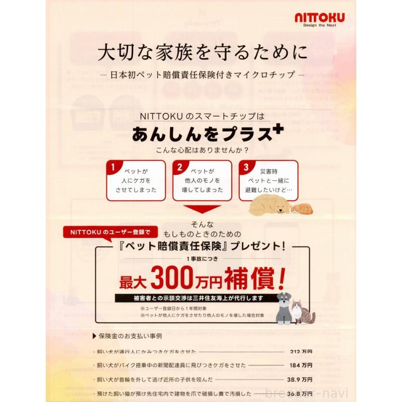 販売中の北海道のスコティッシュフォールド-137771の7枚目