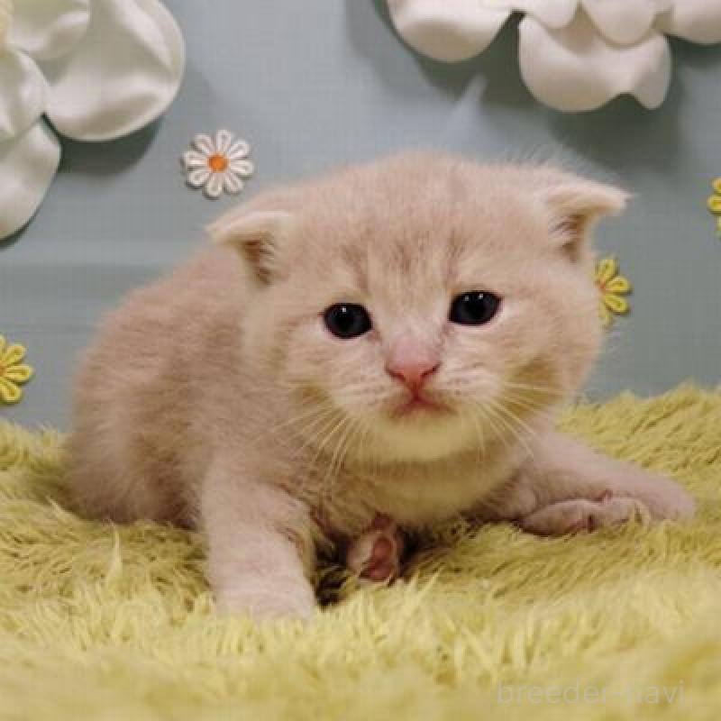 販売中の北海道のスコティッシュフォールド-137771