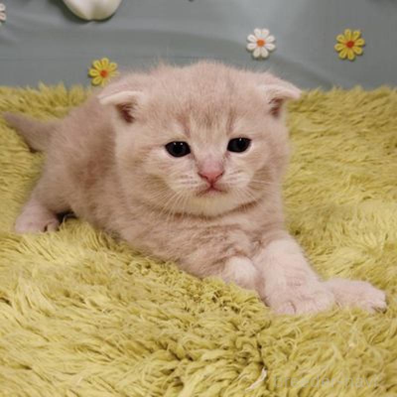 販売中の北海道のスコティッシュフォールド-137771の4枚目