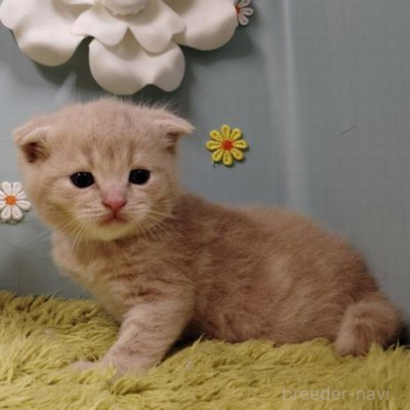 販売中の北海道のスコティッシュフォールド-137771の2枚目