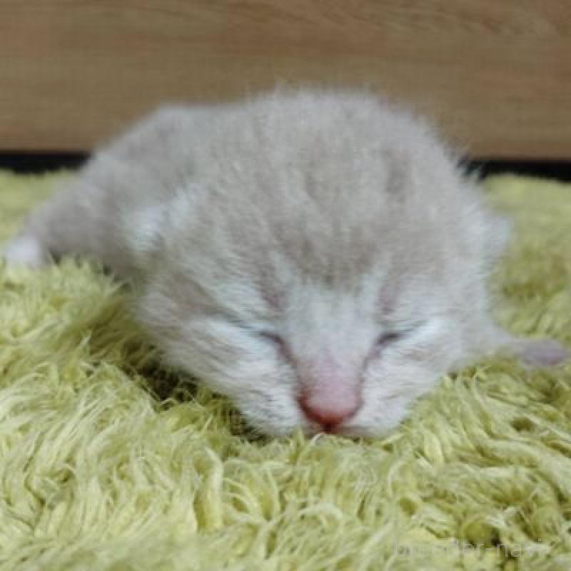 販売中の北海道のスコティッシュフォールド-137771の3枚目