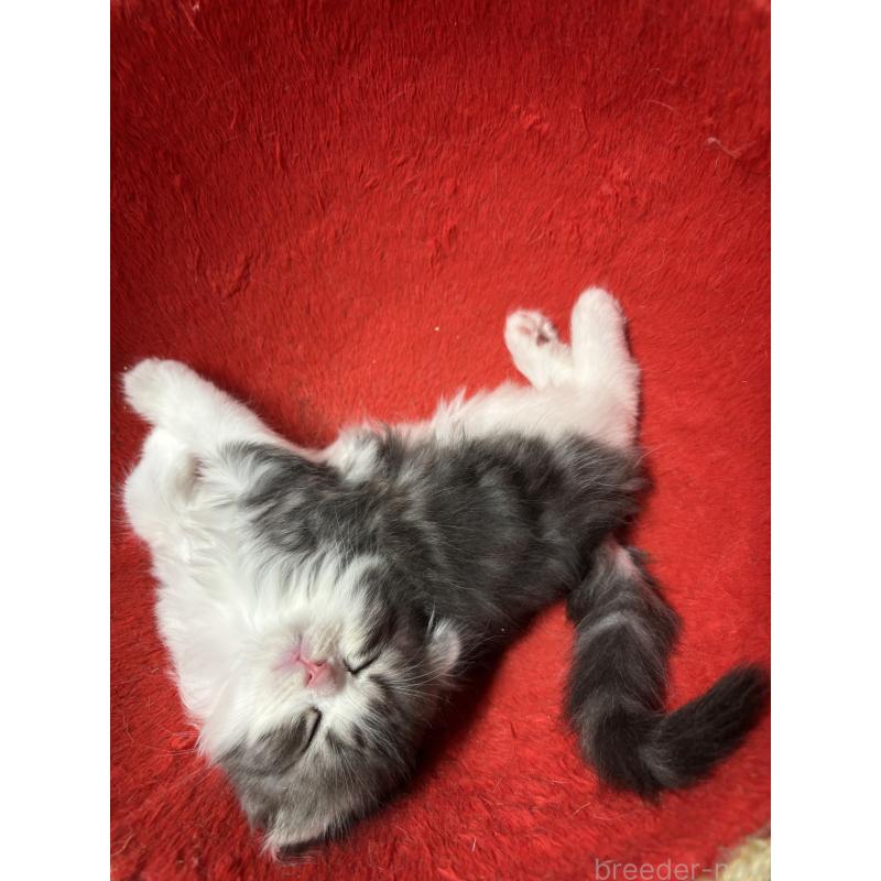 販売中の千葉県のスコティッシュフォールド(折れ耳)-136101の6枚目