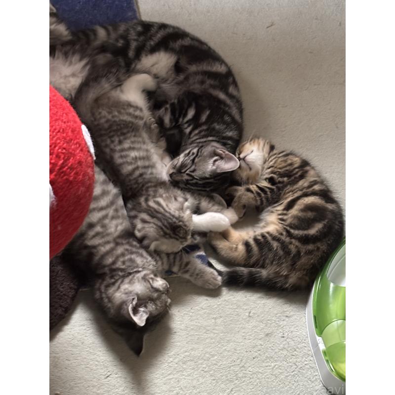 成約済の千葉県のスコティッシュフォールド(折れ耳)-136097の2枚目