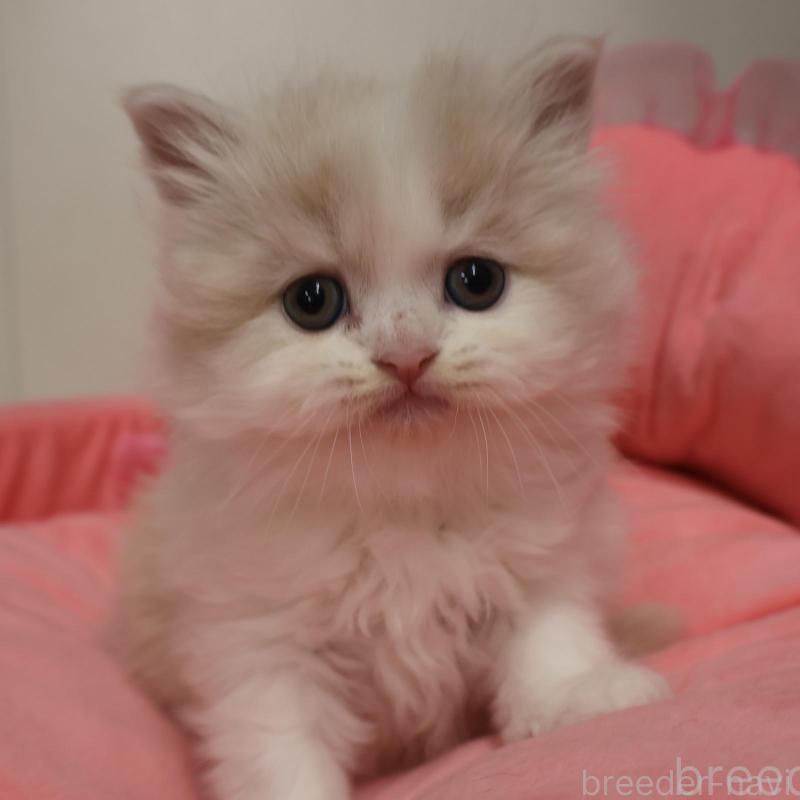 販売中の東京都のスコティッシュフォールド-137772の1枚目