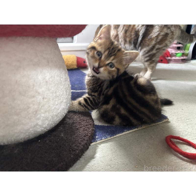 成約済の千葉県のスコティッシュフォールド-136096の2枚目