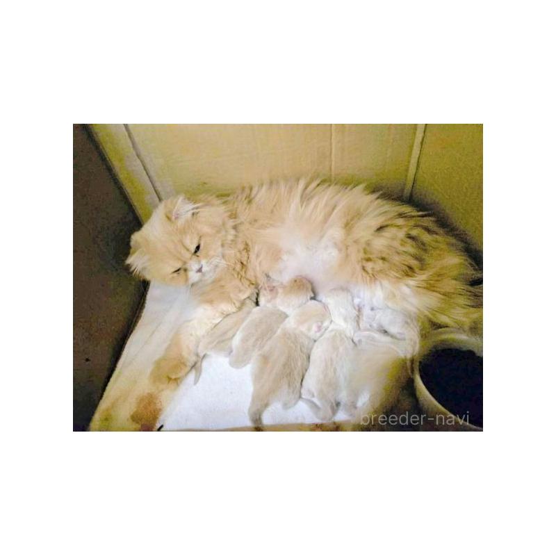 販売中の北海道のスコティッシュフォールド-137773の5枚目