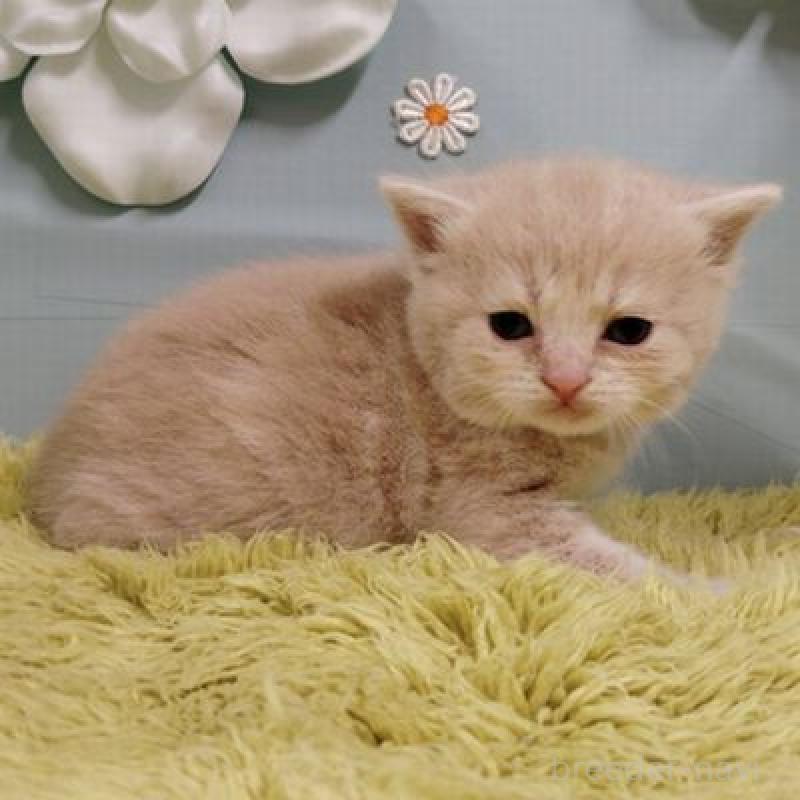 販売中の北海道のスコティッシュフォールド-137773の3枚目