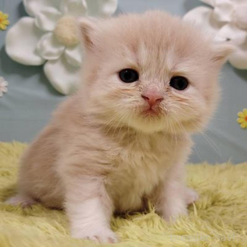 販売中の北海道のスコティッシュフォールド-137774の3枚目