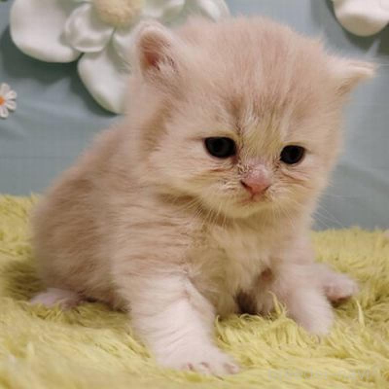 販売中の北海道のスコティッシュフォールド-137774の4枚目