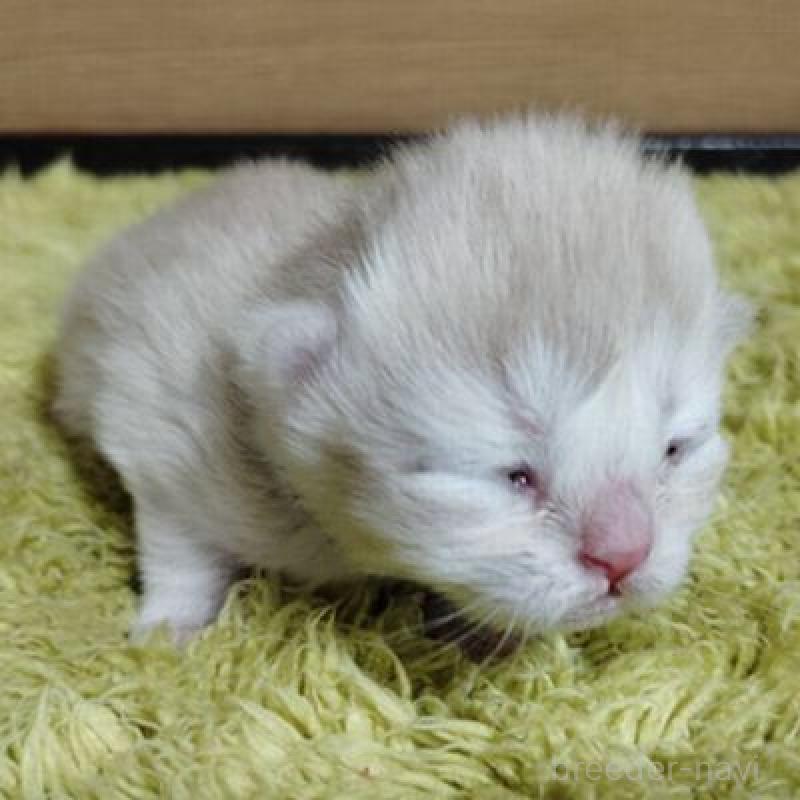 販売中の北海道のスコティッシュフォールド-137774の2枚目