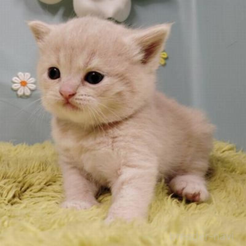 販売中の北海道のスコティッシュフォールド-137775の4枚目