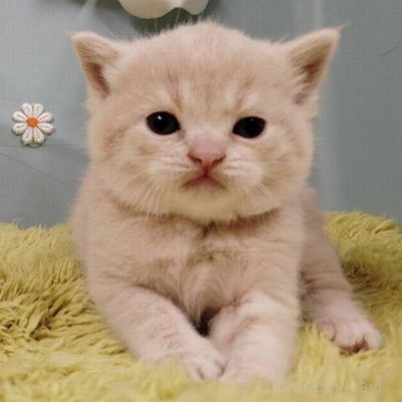 販売中の北海道のスコティッシュフォールド-137775の1枚目