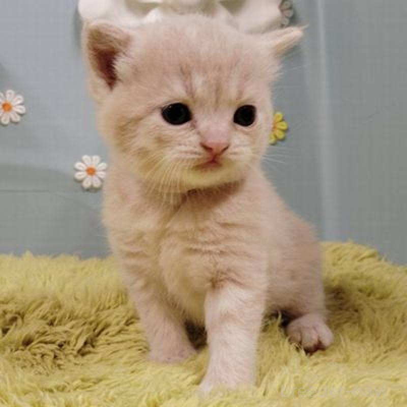 販売中の北海道のスコティッシュフォールド-137775の3枚目