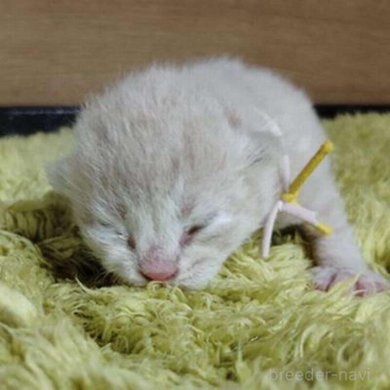 販売中の北海道のスコティッシュフォールド-137775の2枚目