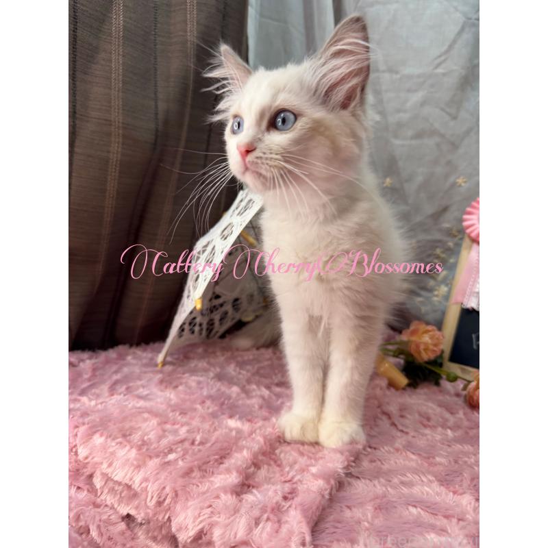 販売中の神奈川県のラグドール-137836の8枚目