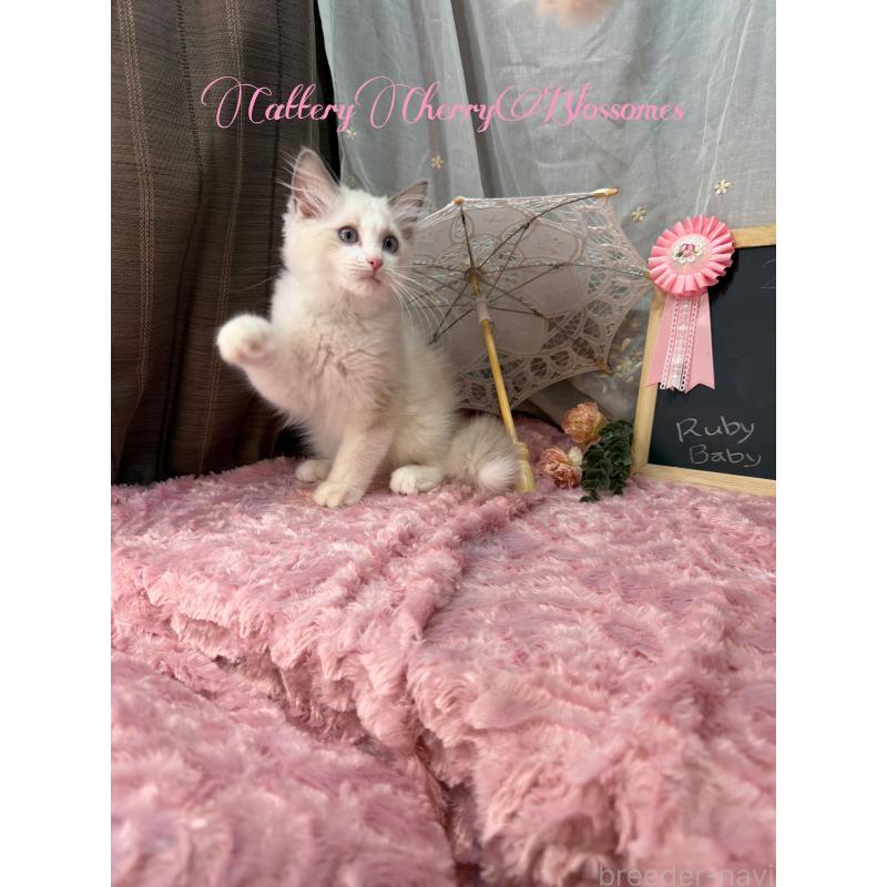 販売中の神奈川県のラグドール-137836の6枚目