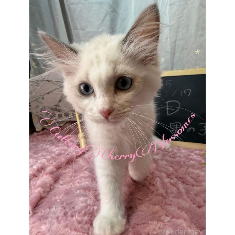 販売中の神奈川県のラグドール-137836の5枚目