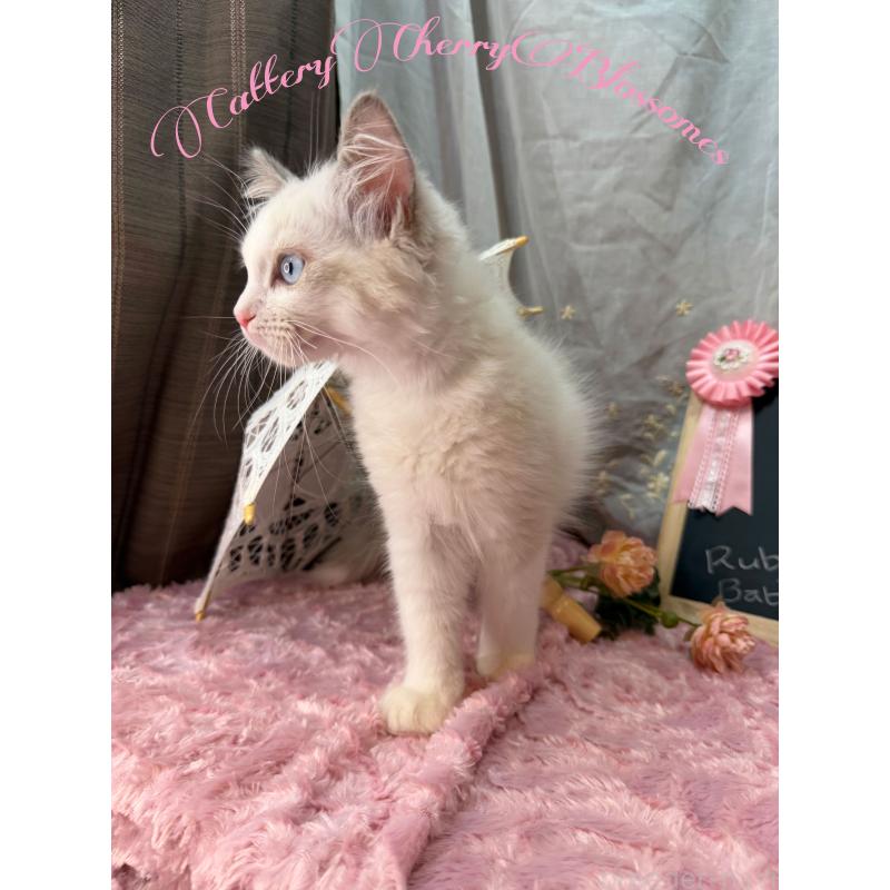 販売中の神奈川県のラグドール-137836の4枚目