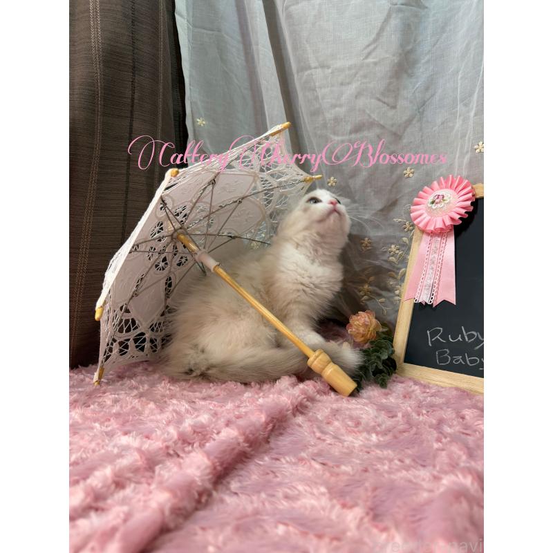 販売中の神奈川県のラグドール-137836の3枚目