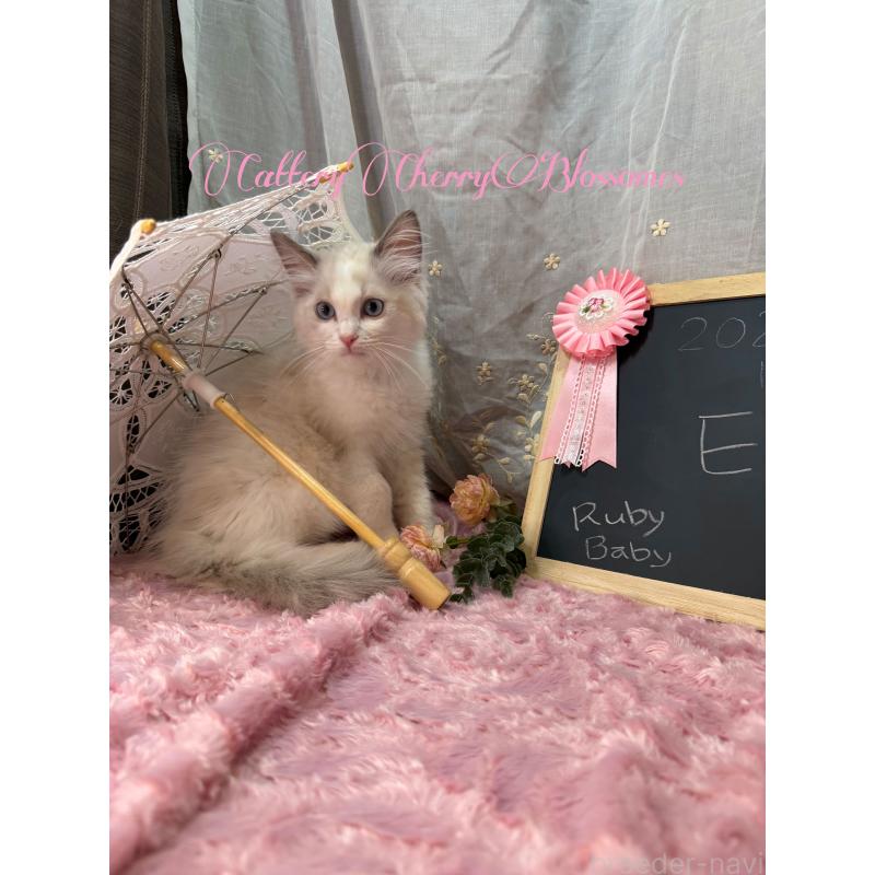 販売中の神奈川県のラグドール-137836の2枚目