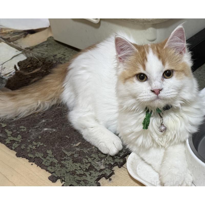 販売中の栃木県のマンチカン-135167