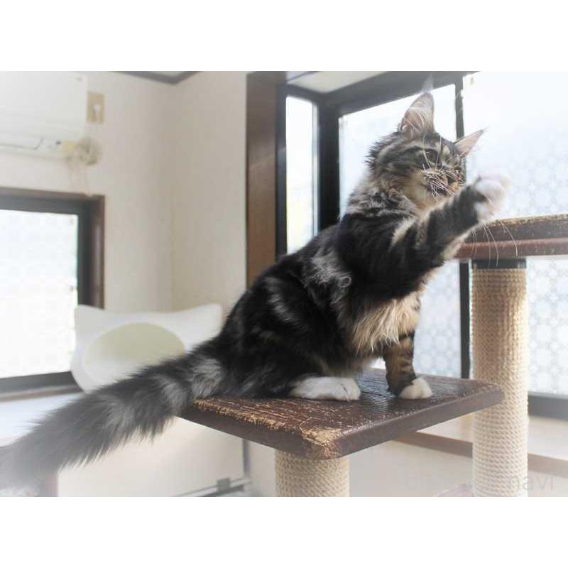 販売中の広島県のメインクーン-135838の3枚目