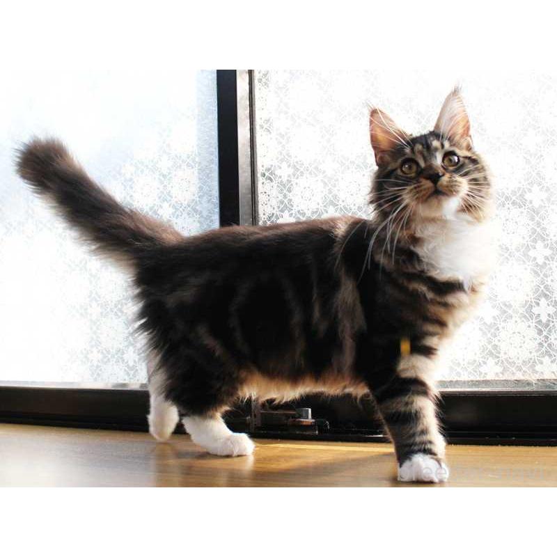 販売中の広島県のメインクーン-135838の2枚目