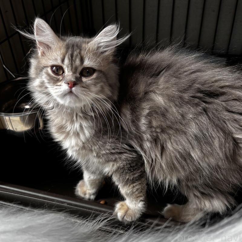 販売中の埼玉県のミヌエット-133522の2枚目