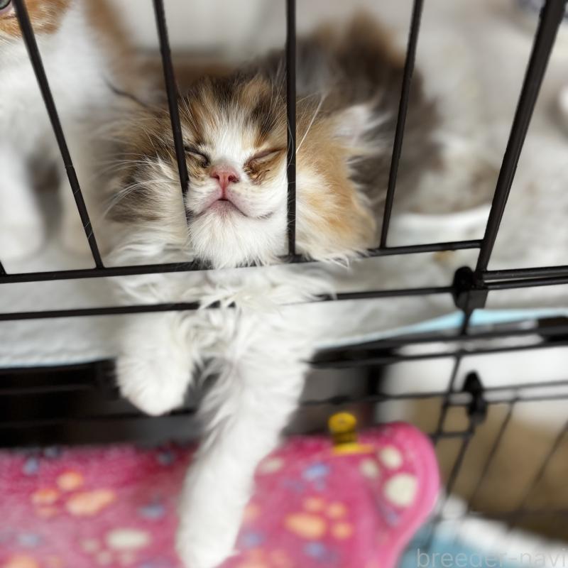 販売中の埼玉県のエキゾチックロングヘア-135173の2枚目