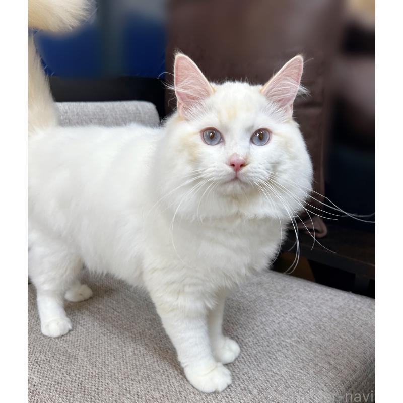 販売中の東京都のラグドール-128614の5枚目