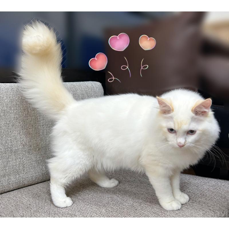 販売中の東京都のラグドール-128614の4枚目