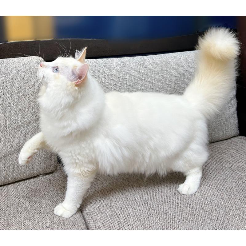 販売中の東京都のラグドール-128614の3枚目