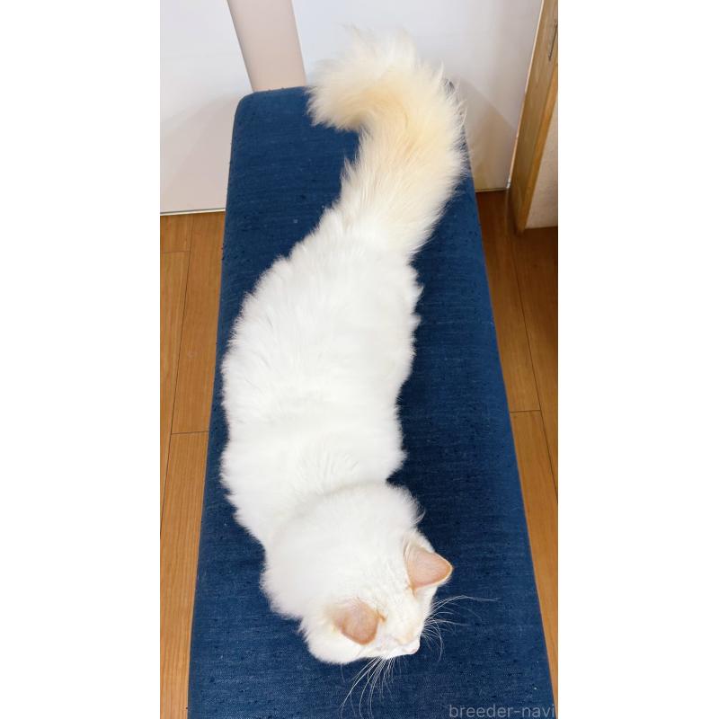 販売中の東京都のラグドール-128614の2枚目