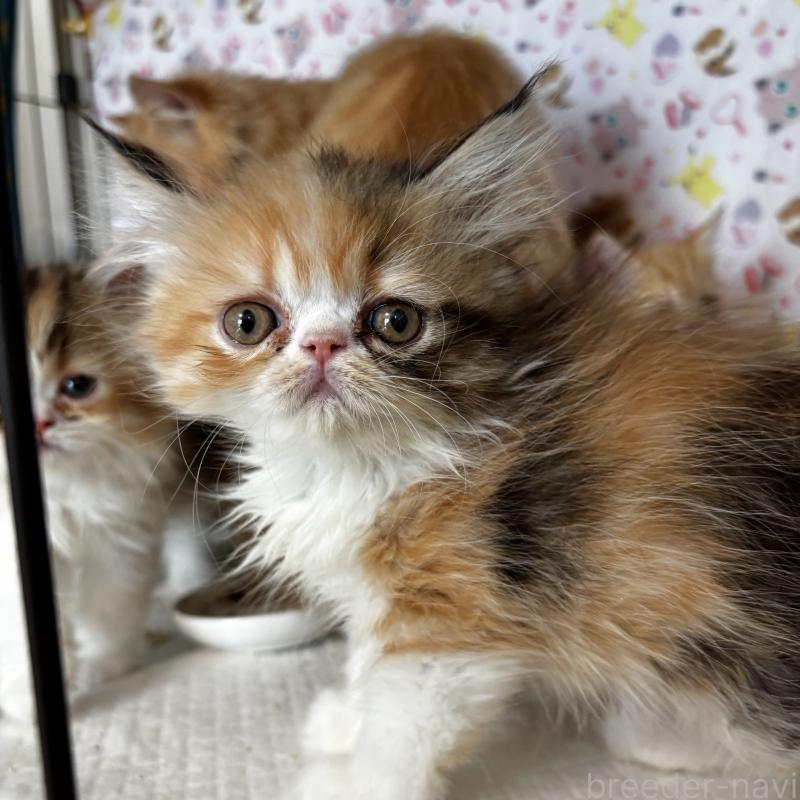 販売中の埼玉県のエキゾチックロングヘア-135174の1枚目