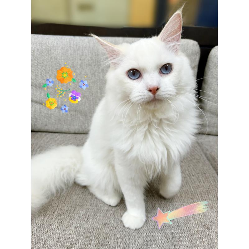 販売中の東京都のラグドール-127789の2枚目