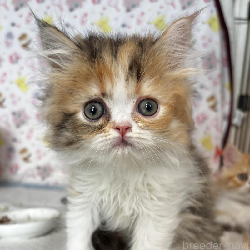 販売中の埼玉県のエキゾチックロングヘア-135173