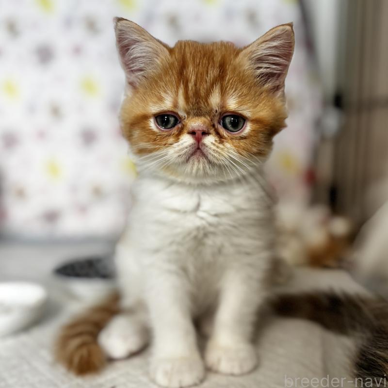 販売中の埼玉県のエキゾチックショートヘア-135171