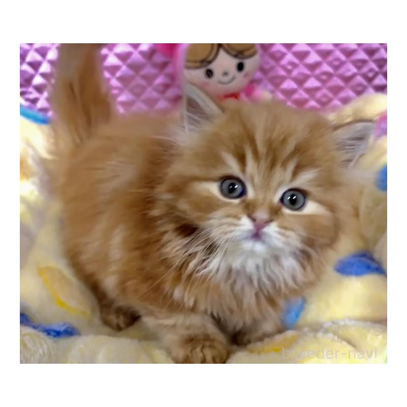 販売中の大阪府のスコティッシュストレート-135808の11枚目