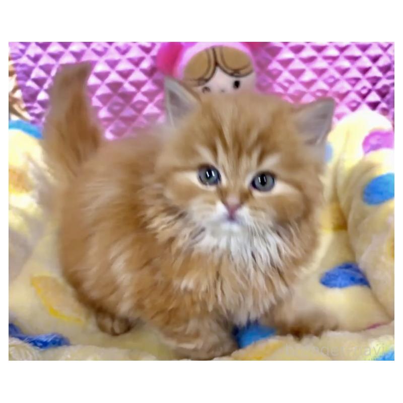 販売中の大阪府のスコティッシュストレート-135808の9枚目