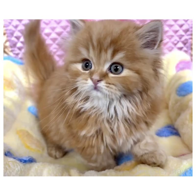 販売中の大阪府のスコティッシュストレート-135808の8枚目