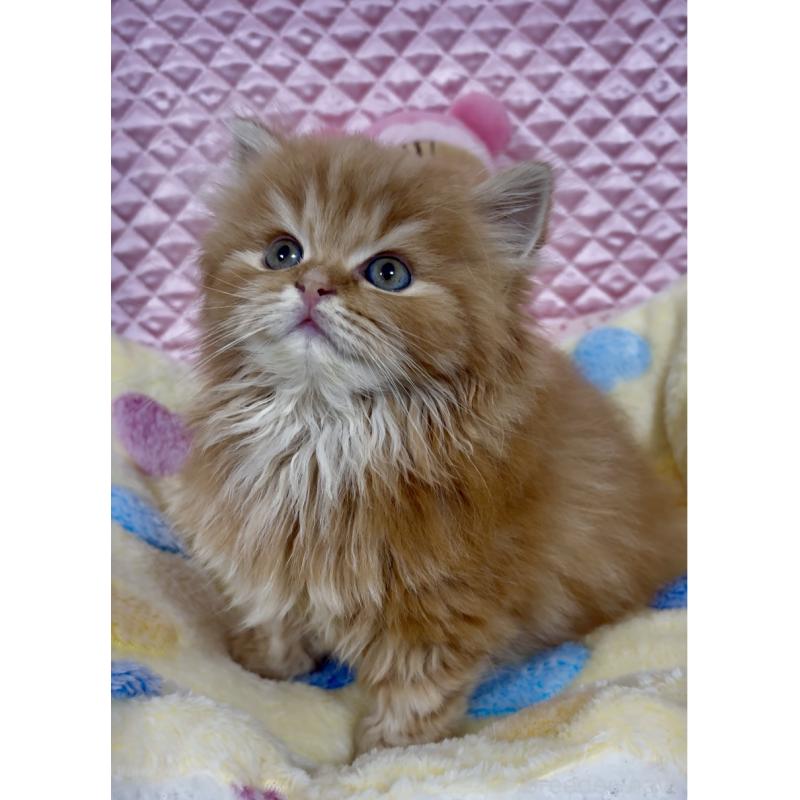 販売中の大阪府のスコティッシュストレート-135808の6枚目