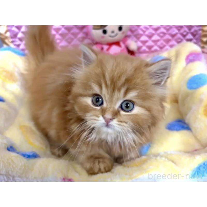 販売中の大阪府のスコティッシュストレート-135808の5枚目