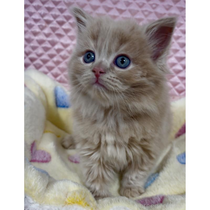 成約済の大阪府のスコティッシュストレート-135817の4枚目