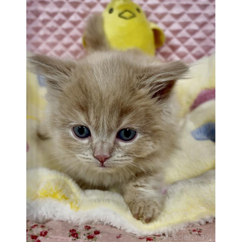 成約済の大阪府のスコティッシュストレート-135817の3枚目