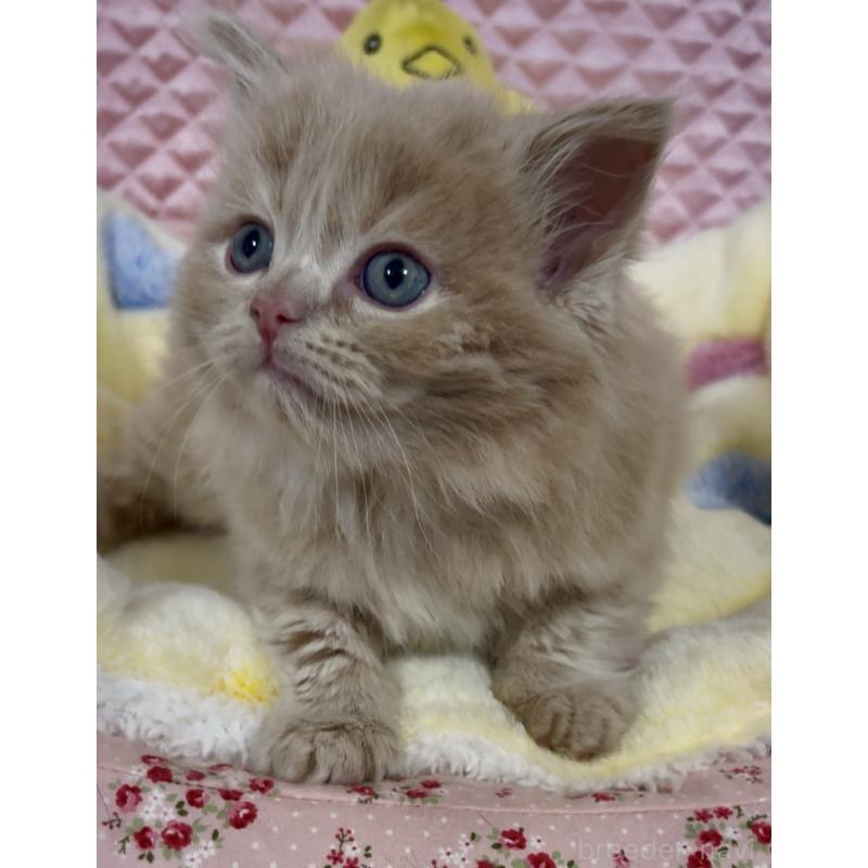 成約済の大阪府のスコティッシュストレート-135817の2枚目