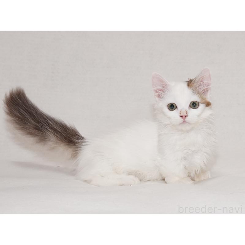 販売中の東京都のマンチカン(短足)-133723の20枚目