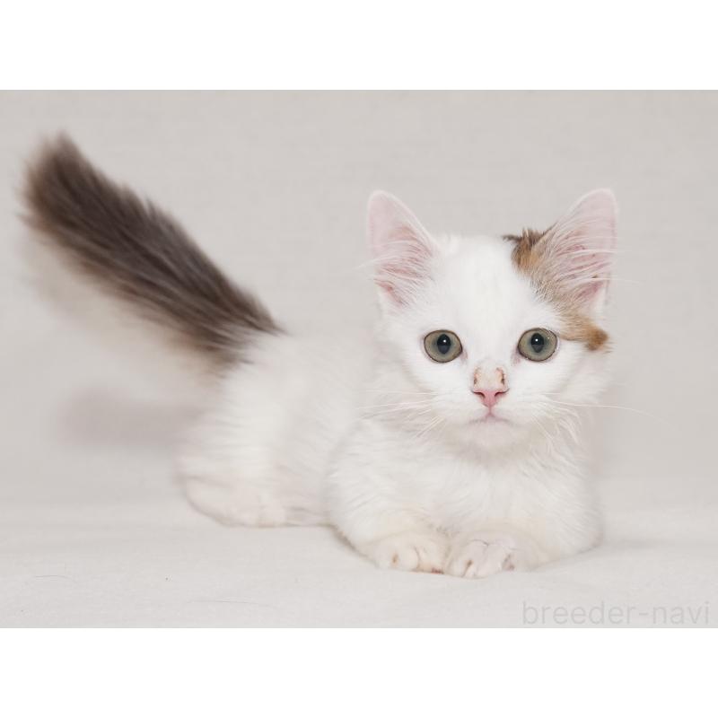 販売中の東京都のマンチカン(短足)-133723の18枚目