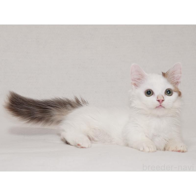 販売中の東京都のマンチカン(短足)-133723の17枚目